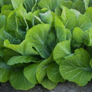 Mustard Greens Seeds for Planting (Hạt Cải Bẹ Xanh)