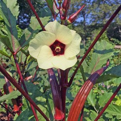 Red Okra Seeds for Planting (Hạt Đậu Bắp Tím)