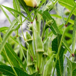 Green Okra Lady Finger Seeds for Planting (Hạt Đậu Bắp)