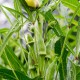 Green Okra Bean, Lady Finger Okra seeds, Dau Bap