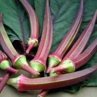 Red Okra Seeds for Planting (Hạt Đậu Bắp Tím)