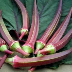 Red Okra Seeds for Planting (Hạt Đậu Bắp Tím)