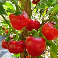 Large Cherry Hot Pepper Seeds for Planting (Hạt Ớt Cherry)