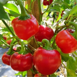 Large Cherry Hot Pepper Seeds for Planting (Hạt Ớt Cherry)