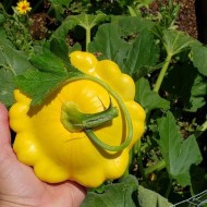 Yellow Scallop Squash Seeds for Planting (Hạt Bí Đĩa Vàng)