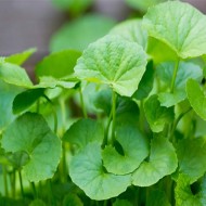 Large Leaf Pennywort Gotu Kola Herb Seeds for Planting (Hạt Rau Má)