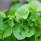 Large Leaf Pennywort - Gotu Kola Herb