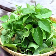 River Leaf Herb Seeds for Planting (Hạt Lá Giang)