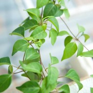 River Leaf Herb Seeds for Planting (Hạt Lá Giang)