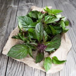 Thai Basil Siam Queen Seeds for Planting (Hạt Húng Quế)