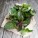 Asian Herbs