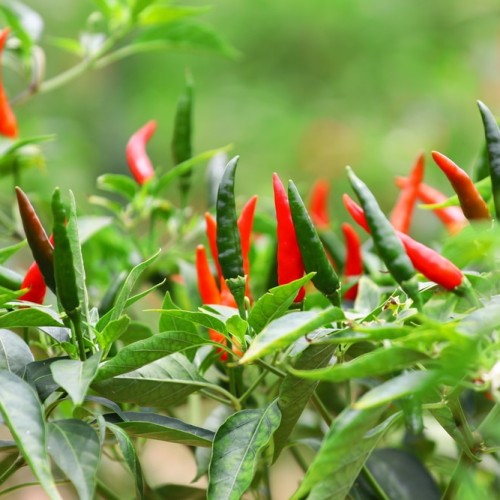 Thai Chili Pepper - Eye Bird Pepper seeds - Ớt Chỉ Thiên