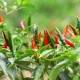 Thai Bird Pepper, Thai Chili Pepper, Eye Bird Pepper seeds, Ớt Chỉ Thiên