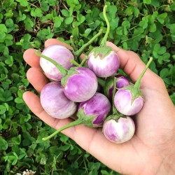 Thai Lavender Frog Eggplant Seeds for Planting (Hạt Cà Pháo Tím)