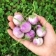 Thai Lavender Frog Eggplant seeds - Cà Pháo Tím