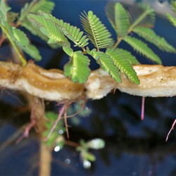 Water Mimosa Neptunia Oleracea Seeds for Planting (Hạt Rau Nhút)