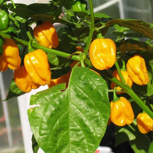 Super Hot Yellow Habanero Pepper seeds - Ot Vang