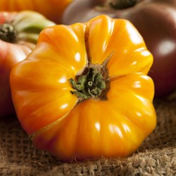 Large Amana Orange Tomato Seeds for Planting (Hạt Cà Chua Cam)