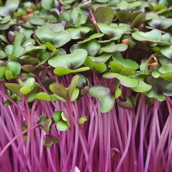 Red Cabbage Microgreen Seeds for Planting (Hạt Mầm Bắp Cải Đỏ)
