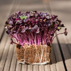Purple Rambo Radish Microgreen productive seeds