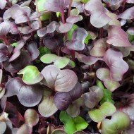 Purple Rambo Radish Microgreen productive seeds