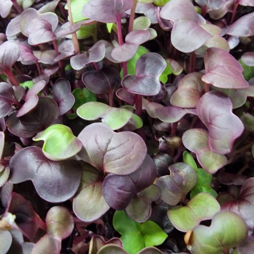 Purple Rambo Radish Microgreen seeds, Mầm Củ Cải Tím
