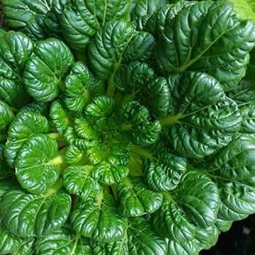 Rosette Tatsoi Mustard Cabbage Seeds for Planting (Hạt Cải Tatsoi Xoắn Ốc)