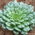 Rosette Tatsoi Mustard Cabbage Seeds for Planting (Hạt Cải Tatsoi Xoắn Ốc)