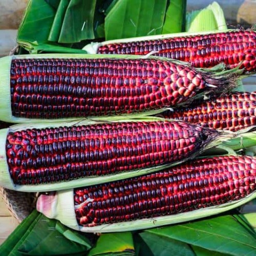Purple Corn seeds - Bắp Nếp Tím