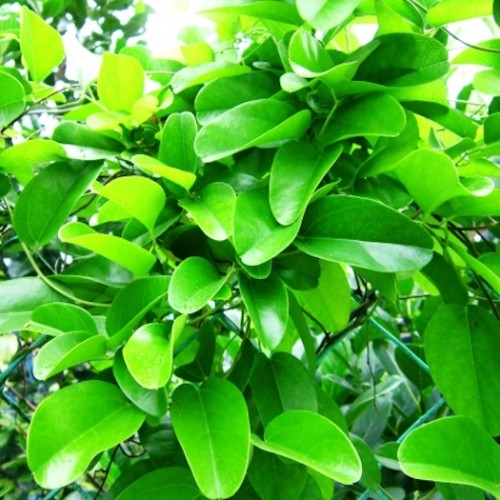 Green Grass Jelly Vein - Yanang seeds - Sương Sâm