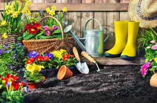 garden seeds