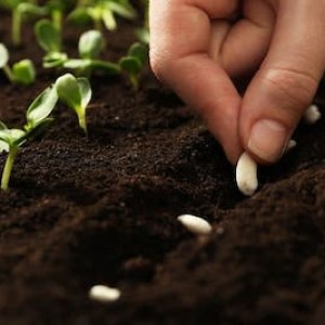 Best time to build a garden in different USDA zones