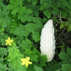 White Bitter Melon Seeds for Planting (Hạt Khổ Qua Trắng)