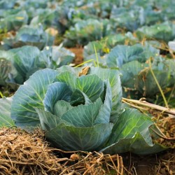 Copenhagen Market Green Cabbage Seeds for Planting (Hạt Bắp Cải Xanh)