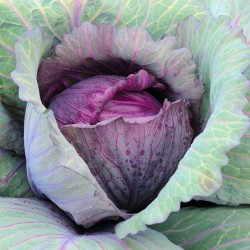 Red Acre Cabbage Seeds for Planting (Hạt Bắp Cải Tím)