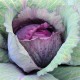 Red Acre Cabbage seeds - Bắp Cải Tím