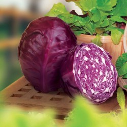 Red Acre Cabbage Seeds for Planting (Hạt Bắp Cải Tím)