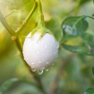 Thai White Eggplant Seeds for Planting (Hạt Cà Pháo Trắng)