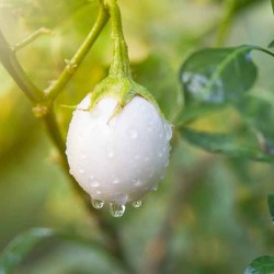 Thai White Eggplant Seeds for Planting (Hạt Cà Pháo Trắng)