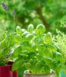 Herb seeds