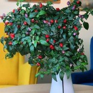 Hot Firecracker Colorful Chili Pepper Seeds for Planting (Hạt Ớt Ngũ Sắc)