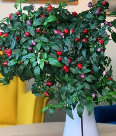 Fruit & Plant seeds