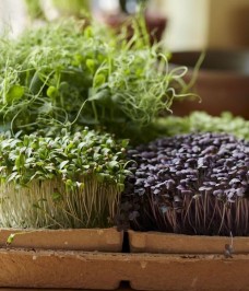 Microgreen seeds