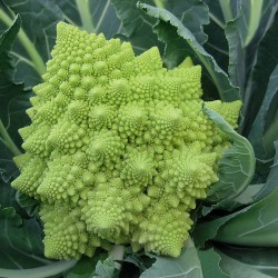 Romanesco Cauliflower Seeds for Planting (Hạt Súp Lơ Romanesco)