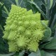 Cauliflower. Veronica Romanesco Hybrid. Bông Cải Ý