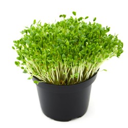 Red Clover Microgreen Seeds for Planting (Hạt Mầm Cỏ Ba Lá)
