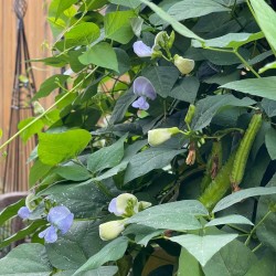 Thai Winged Bean Dragon Bean Seeds for Planting (Hạt Đậu Rồng Thái)