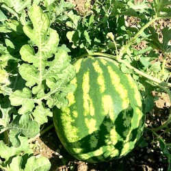 Crimson Sweet Watermelon Seeds for Planting (Hạt Dưa Hấu)