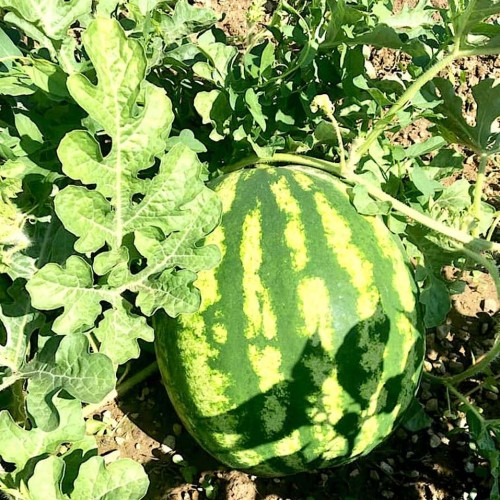 Crimson Sweet Watermelon Seeds for Planting (Hạt Dưa Hấu)