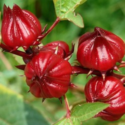 Roselle Hibiscus Asian Sour Leaf Seeds for Planting (Hạt Bụp Giấm Atiso Đỏ)